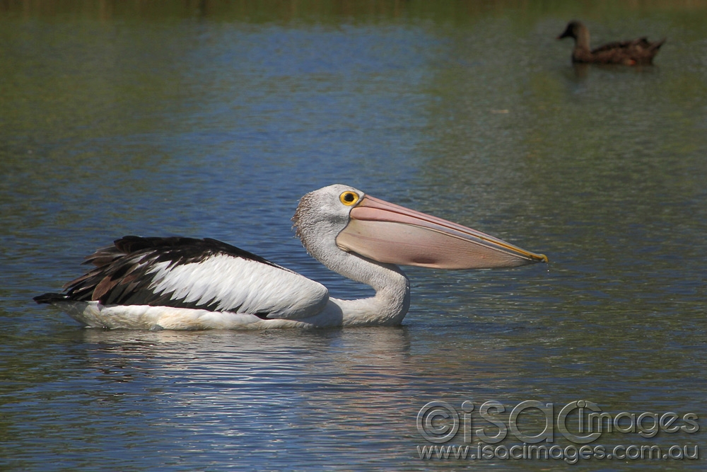 Click image for larger version

Name:	1203-Pelican-5.jpg
Views:	120
Size:	430.9 KB
ID:	475616