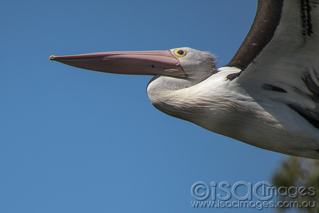Click image for larger version

Name:	1455-Pelican.jpg
Views:	139
Size:	368.7 KB
ID:	475617