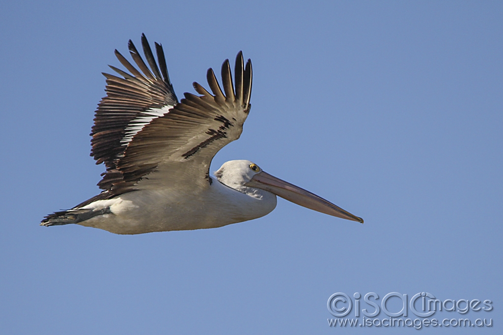 Click image for larger version

Name:	2521-Pelican_In_Flight.jpg
Views:	136
Size:	328.6 KB
ID:	475618