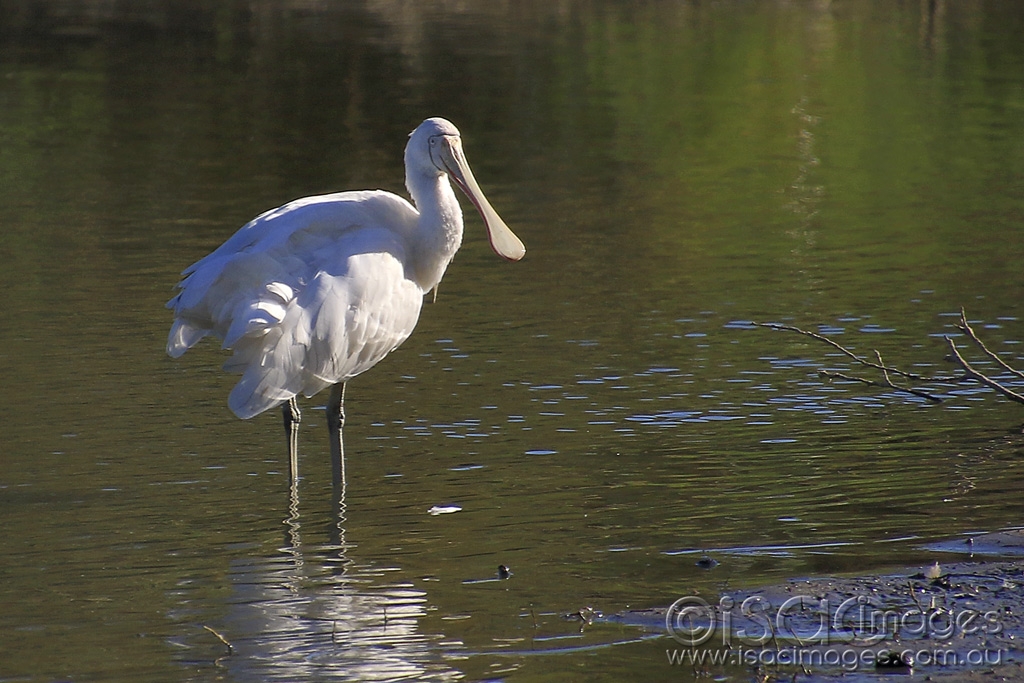 Click image for larger version

Name:	5558-Yellow_Billed_Spoonbill.jpg
Views:	92
Size:	455.4 KB
ID:	475653