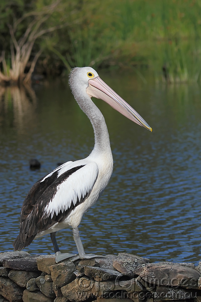 Click image for larger version

Name:	0080-Pelican-1.jpg
Views:	79
Size:	420.7 KB
ID:	475619