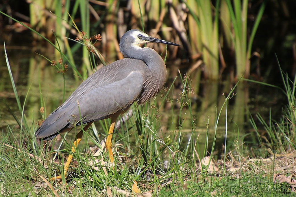 Click image for larger version

Name:	3761-White_Faced_Heron.jpg
Views:	126
Size:	573.2 KB
ID:	474864