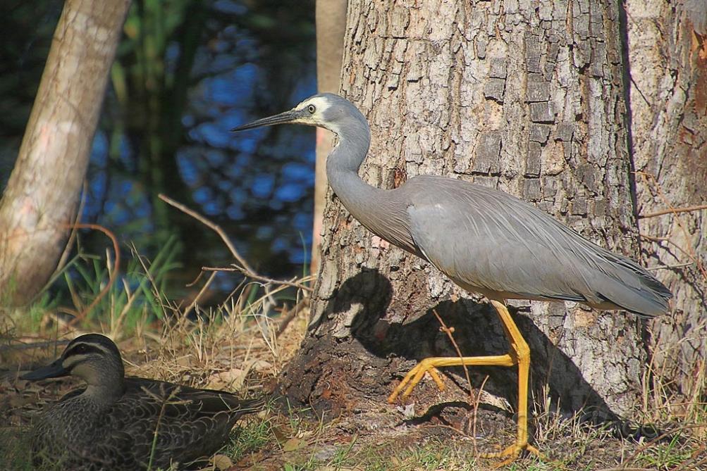 Click image for larger version

Name:	3771-White_Faced_Heron.jpg
Views:	83
Size:	158.3 KB
ID:	474865