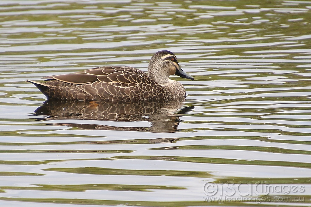 Click image for larger version

Name:	2999-Pacific_Black_Duck.jpg
Views:	79
Size:	488.0 KB
ID:	474710