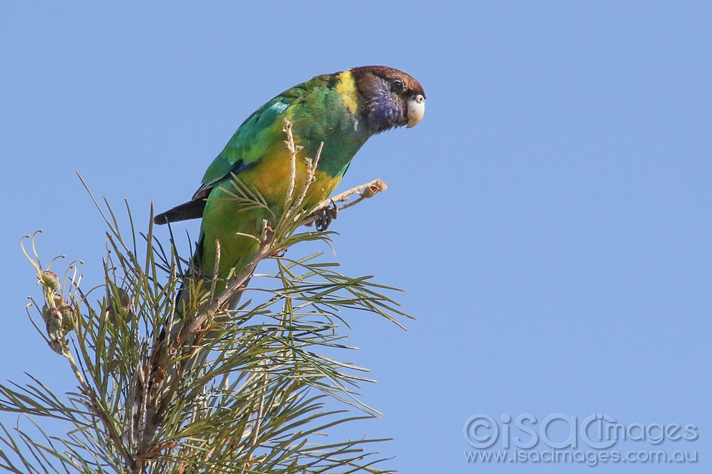 Click image for larger version

Name:	3450-Twenty_Eight_Parrot.jpg
Views:	74
Size:	436.2 KB
ID:	474725