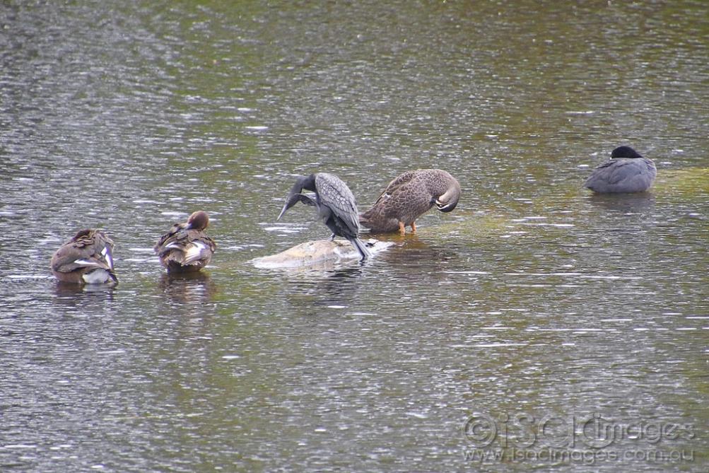 Click image for larger version

Name:	2909-Ducks_Preening.jpg
Views:	79
Size:	145.0 KB
ID:	474705