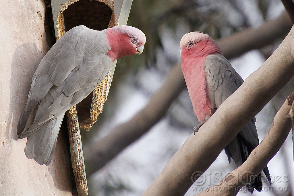 Click image for larger version

Name:	0008-Pink&amp;Greys-2.jpg
Views:	73
Size:	494.3 KB
ID:	474577