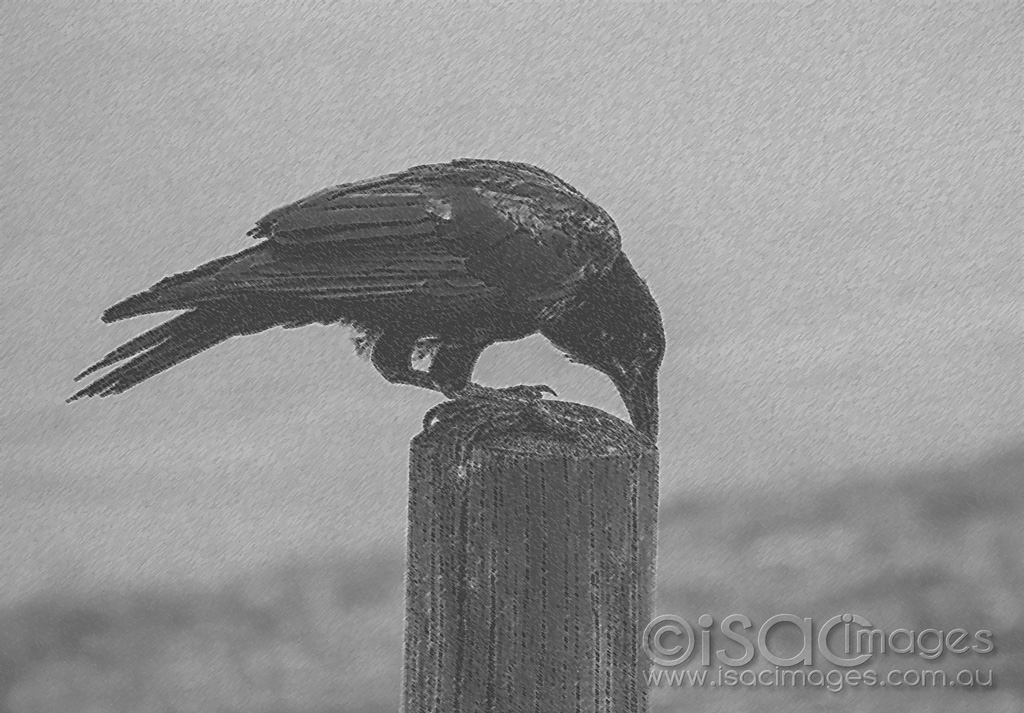 Click image for larger version

Name:	2467-Crow_Isac-Images-Chalk_Charcoal.jpg
Views:	45
Size:	420.9 KB
ID:	474433