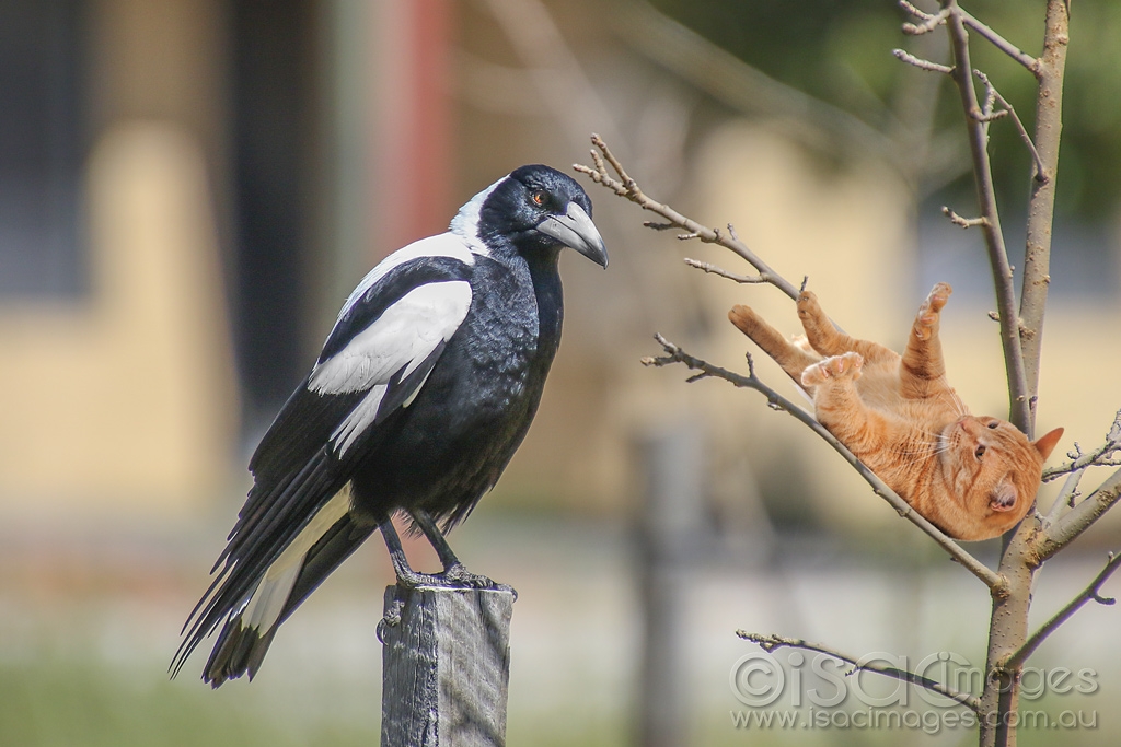 Click image for larger version

Name:	1628-Magpie_Cat.jpg
Views:	79
Size:	396.6 KB
ID:	474281