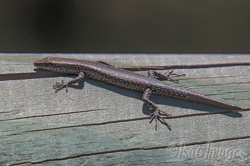 Click image for larger version

Name:	3033-Skink.jpg
Views:	33
Size:	115.0 KB
ID:	481362