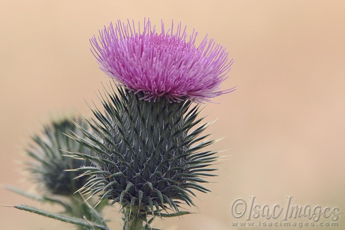 Click image for larger version

Name:	3093-Pink_Thistle_Flower.jpg
Views:	37
Size:	89.1 KB
ID:	481364