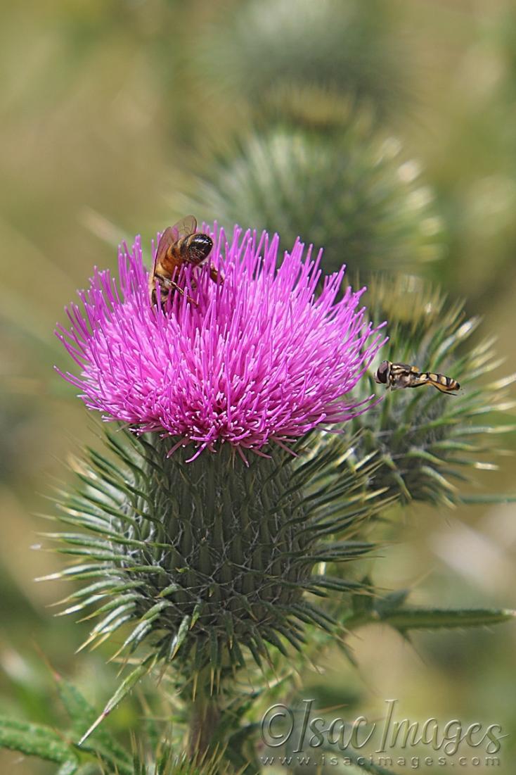Click image for larger version

Name:	3103-Pink_Thistle_Bees.jpg
Views:	35
Size:	101.3 KB
ID:	481365