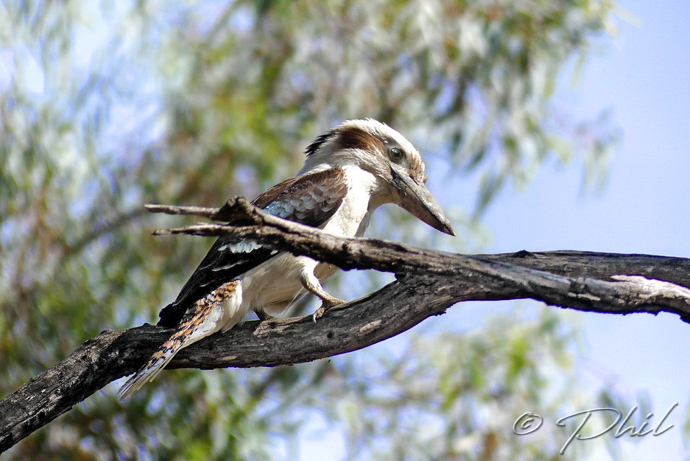 Click image for larger version

Name:	Phil_Kookaburra.jpg
Views:	77
Size:	411.5 KB
ID:	481394