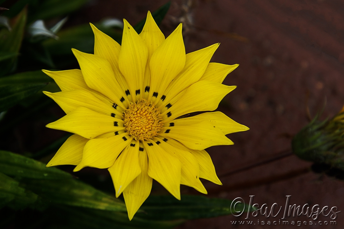 Click image for larger version

Name:	3316-Yellow_Gazania-2.jpg
Views:	53
Size:	454.1 KB
ID:	481420