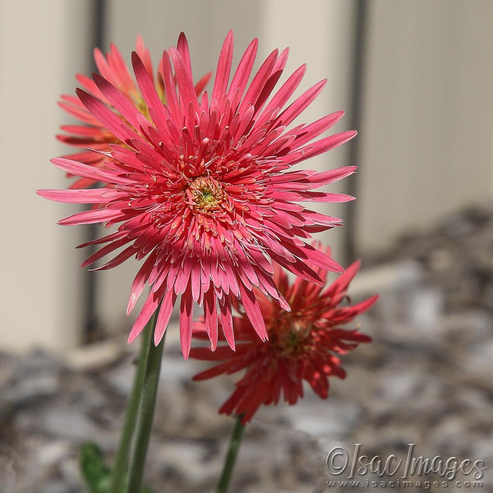 Click image for larger version

Name:	3435-Gerbera_Spider.jpg
Views:	54
Size:	111.9 KB
ID:	481421