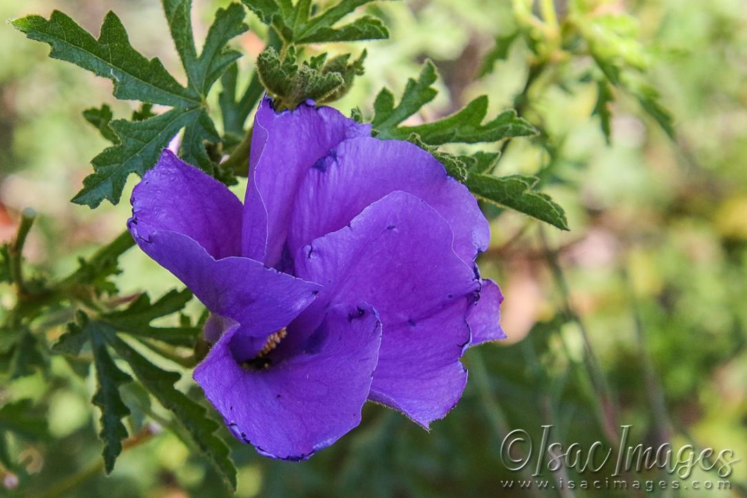 Click image for larger version

Name:	3330-Australian_Native_Hibiscus.jpg
Views:	67
Size:	97.6 KB
ID:	481422