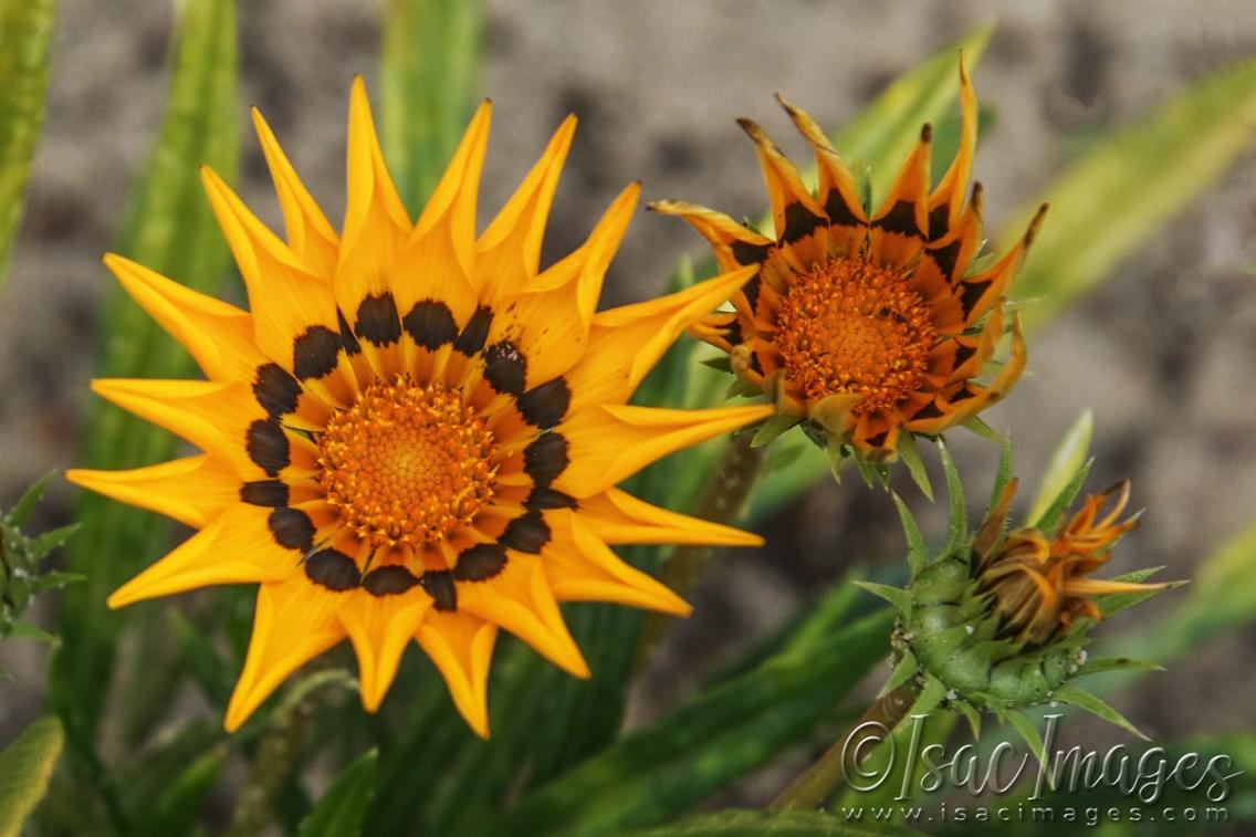 Click image for larger version

Name:	3315-Orange_Gazanias.jpg
Views:	57
Size:	97.5 KB
ID:	481423