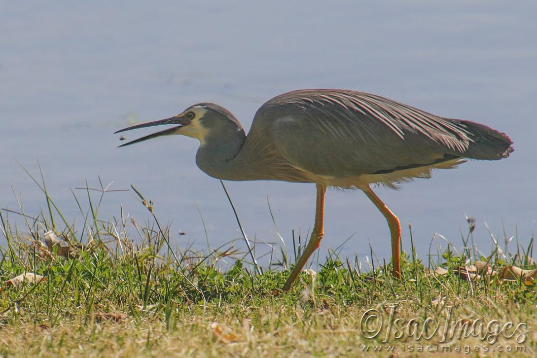 Click image for larger version

Name:	3404-White_Faced_Heron.jpg
Views:	65
Size:	103.5 KB
ID:	481426