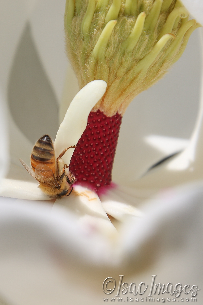 Click image for larger version

Name:	3525-Bees_In_Magnolia.jpg
Views:	56
Size:	448.9 KB
ID:	481488