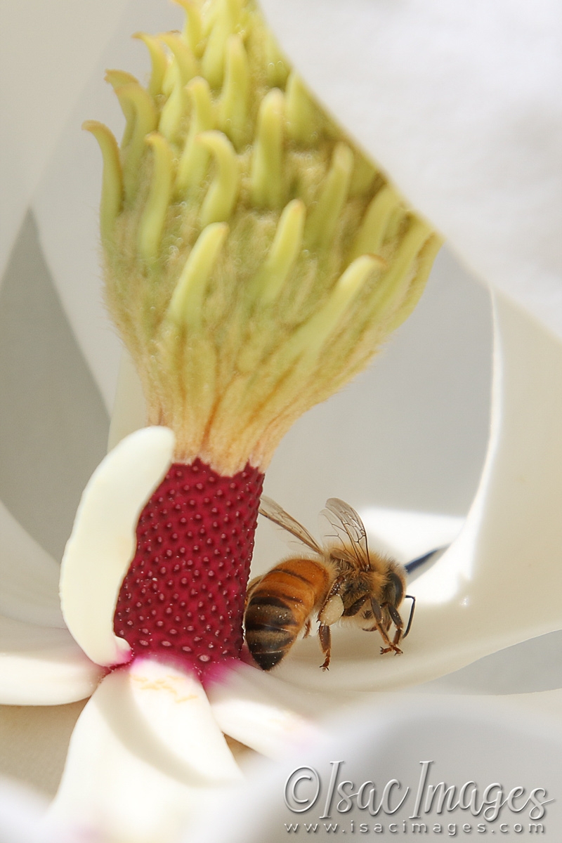 Click image for larger version

Name:	3520-Bees_In_Magnolia.jpg
Views:	50
Size:	420.2 KB
ID:	481489