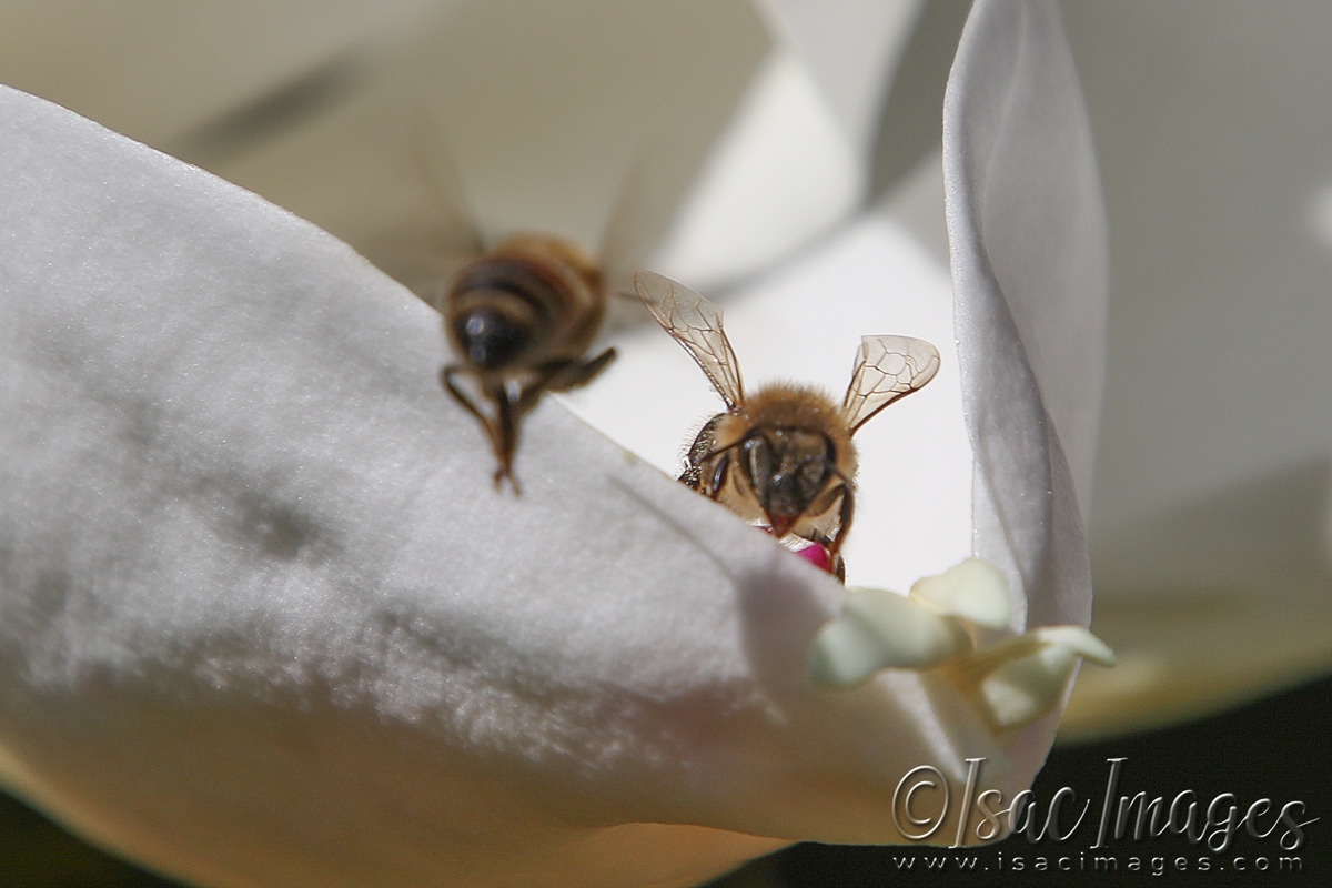 Click image for larger version

Name:	3392-Bees_In_Magnolia.jpg
Views:	51
Size:	472.6 KB
ID:	481491