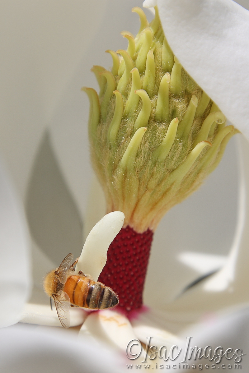 Click image for larger version

Name:	3521-Bees_In_Magnolia.jpg
Views:	50
Size:	460.0 KB
ID:	481492