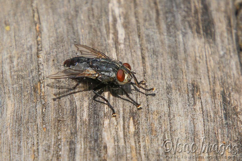 Click image for larger version

Name:	3628-Fly.jpg
Views:	48
Size:	124.1 KB
ID:	481630