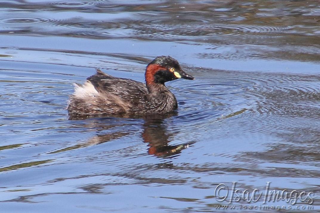 Click image for larger version

Name:	3618-Grebe.jpg
Views:	55
Size:	122.4 KB
ID:	481632