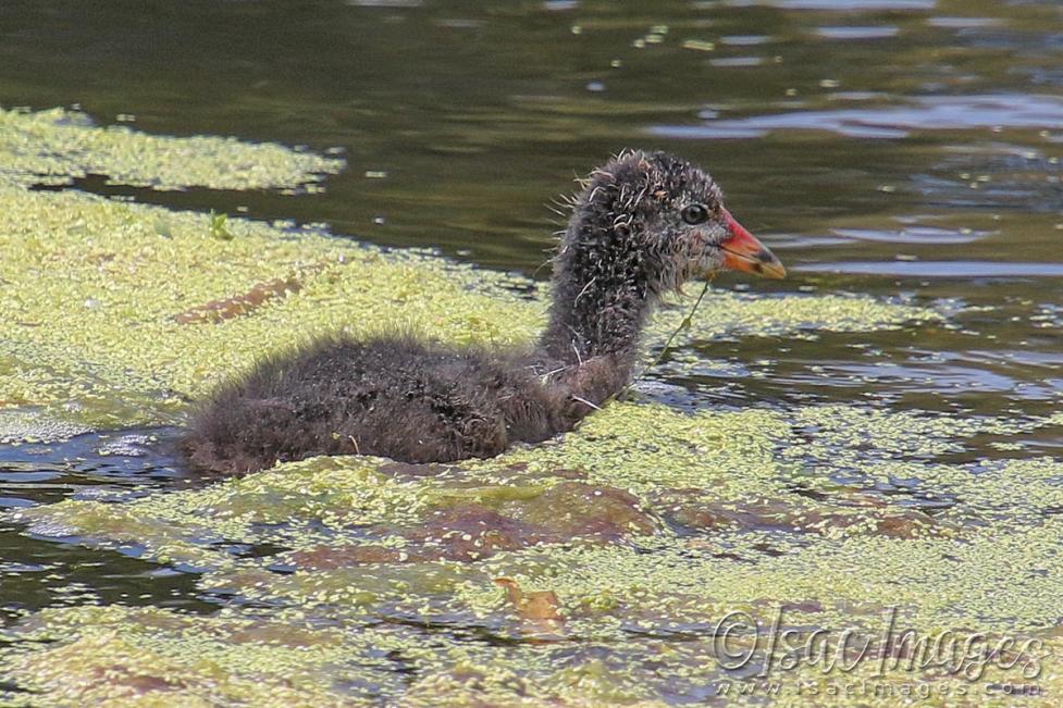 Click image for larger version

Name:	3571-Juvenile_Eurasian_Coot.jpg
Views:	45
Size:	142.5 KB
ID:	481633
