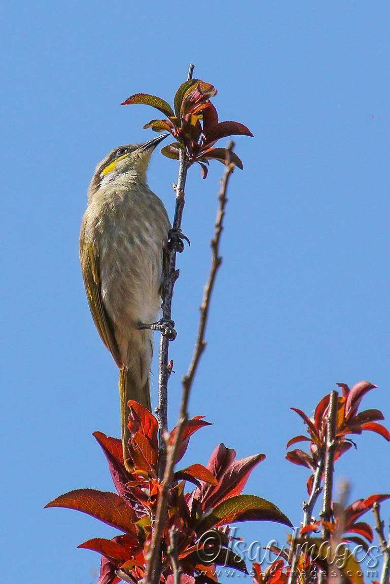 Click image for larger version

Name:	3608-Singing_Honeyeater.jpg
Views:	73
Size:	87.9 KB
ID:	481636