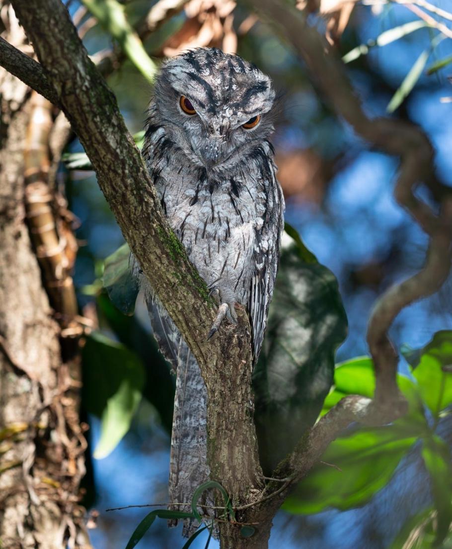 Click image for larger version

Name:	20211203_Frogmouths_0004.jpg
Views:	106
Size:	138.9 KB
ID:	482027
