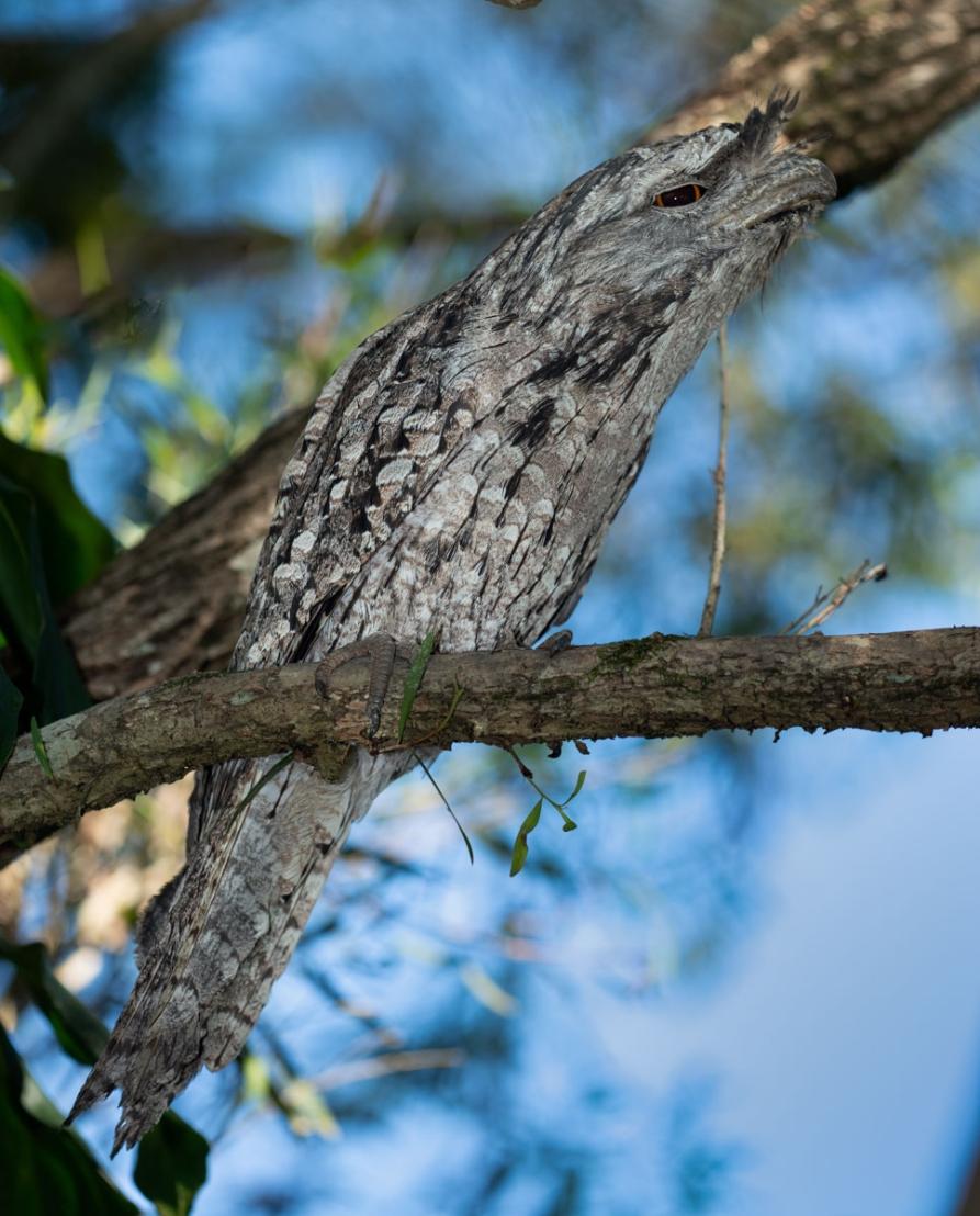 Click image for larger version

Name:	20211203_Frogmouths_0002-Edit.jpg
Views:	123
Size:	118.0 KB
ID:	482028