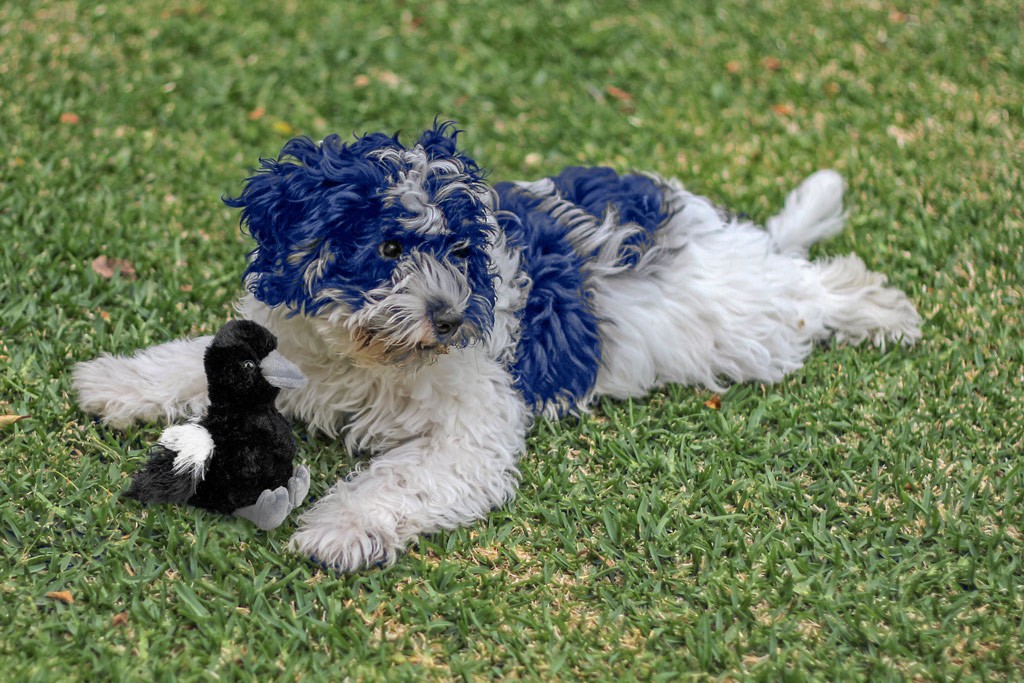 Click image for larger version

Name:	Charlie-BLUE.jpg
Views:	100
Size:	234.7 KB
ID:	464675