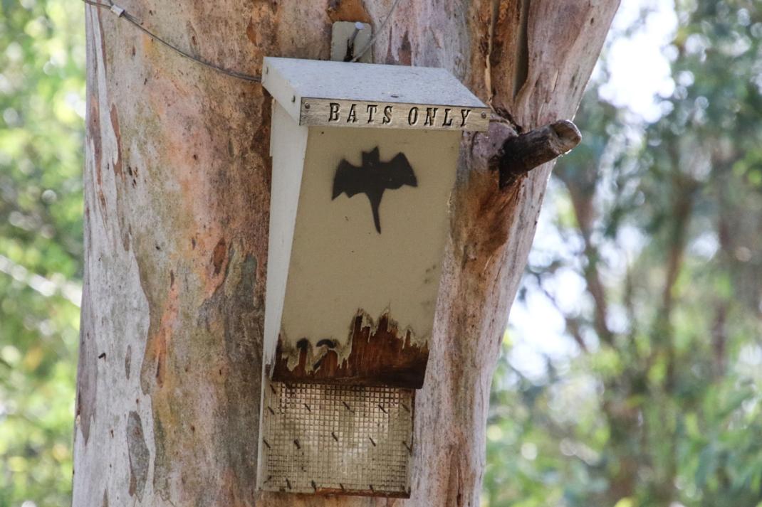 Click image for larger version

Name:	4704-Bats_Only.jpg
Views:	53
Size:	102.1 KB
ID:	482945