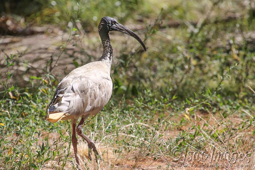 Click image for larger version

Name:	4171-Ibis.jpg
Views:	69
Size:	132.5 KB
ID:	482947