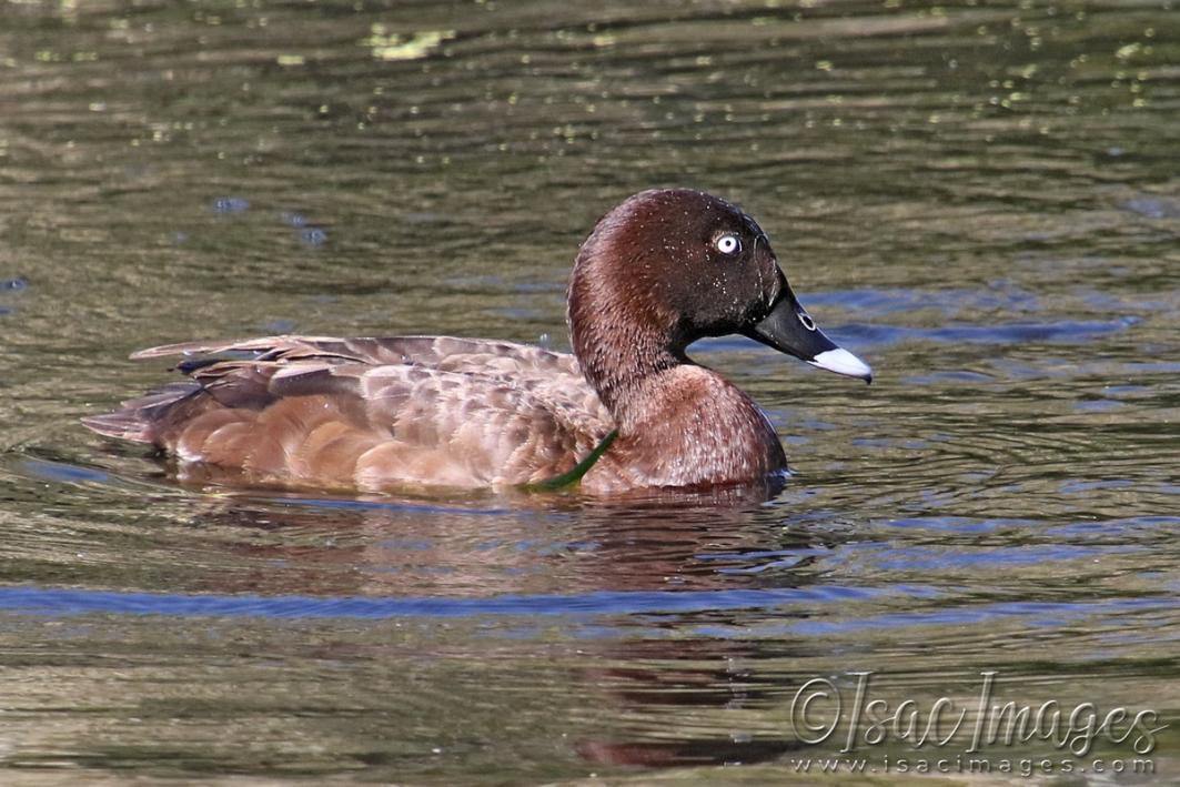 Click image for larger version

Name:	4208-Hard_Head_Duck_MALE.jpg
Views:	60
Size:	122.5 KB
ID:	482949