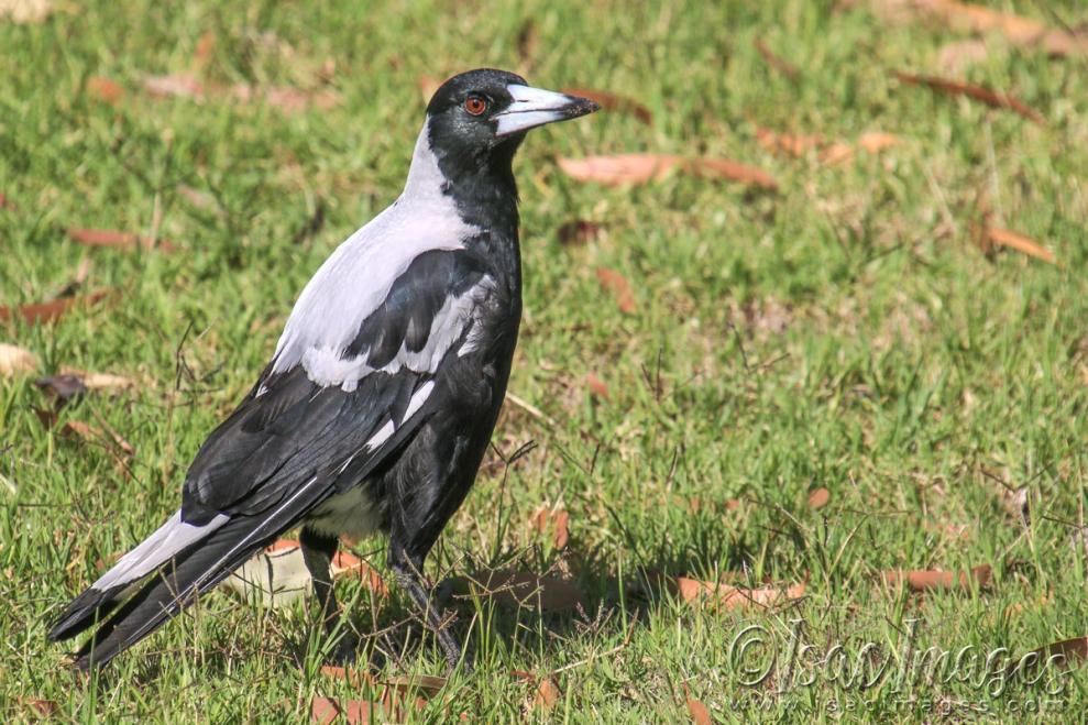 Click image for larger version

Name:	4228-Magpie.jpg
Views:	65
Size:	132.1 KB
ID:	482948