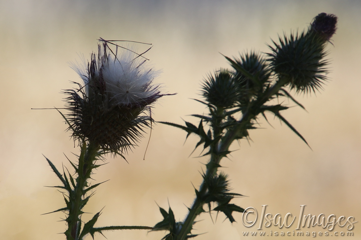 Click image for larger version

Name:	3955-Pink_Thistle_A.jpg
Views:	82
Size:	453.6 KB
ID:	482987