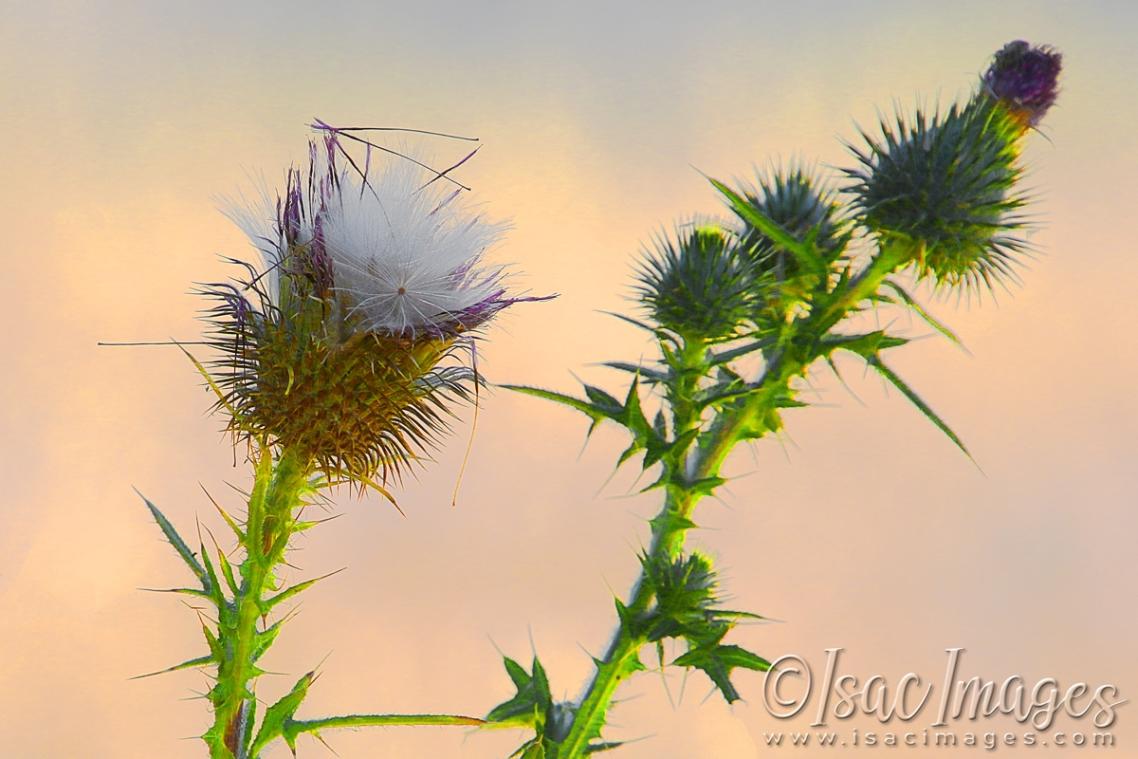 Click image for larger version

Name:	3955-Pink_Thistle.jpg
Views:	80
Size:	88.8 KB
ID:	482988
