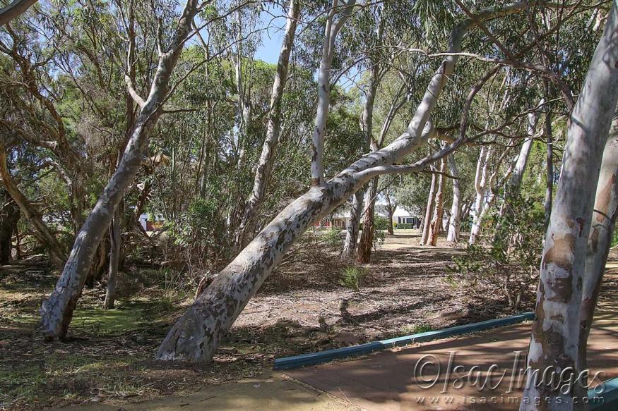 Click image for larger version

Name:	4236-Lake_Trees.jpg
Views:	43
Size:	167.4 KB
ID:	482997