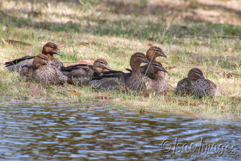 Click image for larger version

Name:	4266_Wood_Ducks.jpg
Views:	40
Size:	126.4 KB
ID:	483016