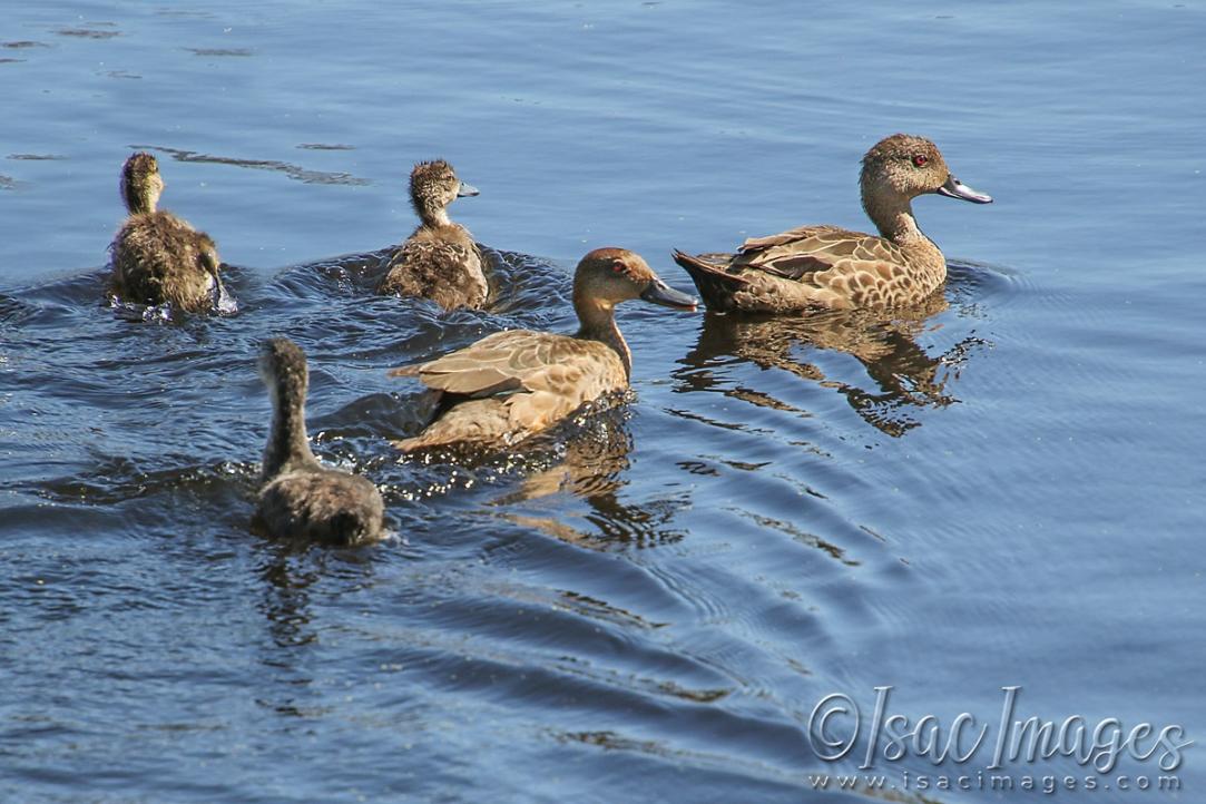 Click image for larger version

Name:	4257-Grey_Teal_Ducks.jpg
Views:	43
Size:	111.6 KB
ID:	483018
