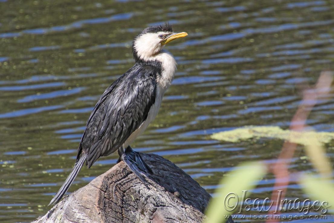 Click image for larger version

Name:	4355-Little_Pied_Cormorant.jpg
Views:	61
Size:	106.6 KB
ID:	483025