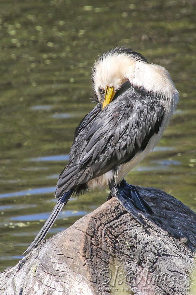 Click image for larger version

Name:	4358-Little_Pied_Cormorant.jpg
Views:	54
Size:	123.9 KB
ID:	483026