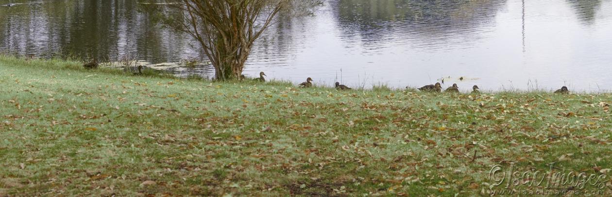 Click image for larger version

Name:	Ducks_Pano_4xH.jpg
Views:	83
Size:	107.2 KB
ID:	483038
