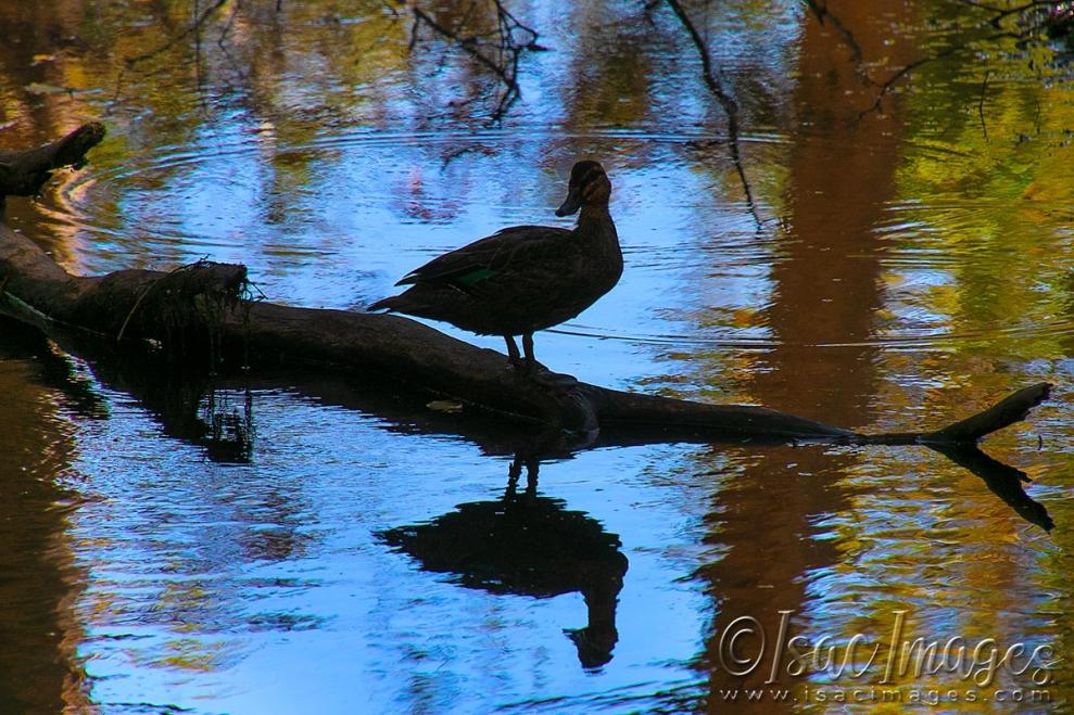 Click image for larger version

Name:	4975-Pacific_Black_Silhouette.jpg
Views:	46
Size:	137.3 KB
ID:	483187