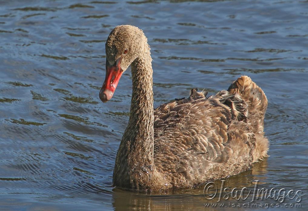 Click image for larger version

Name:	5164-Swan_Juvenile.jpg
Views:	48
Size:	117.0 KB
ID:	483281