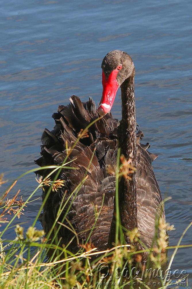 Click image for larger version

Name:	5154-Swan.jpg
Views:	43
Size:	119.1 KB
ID:	483282
