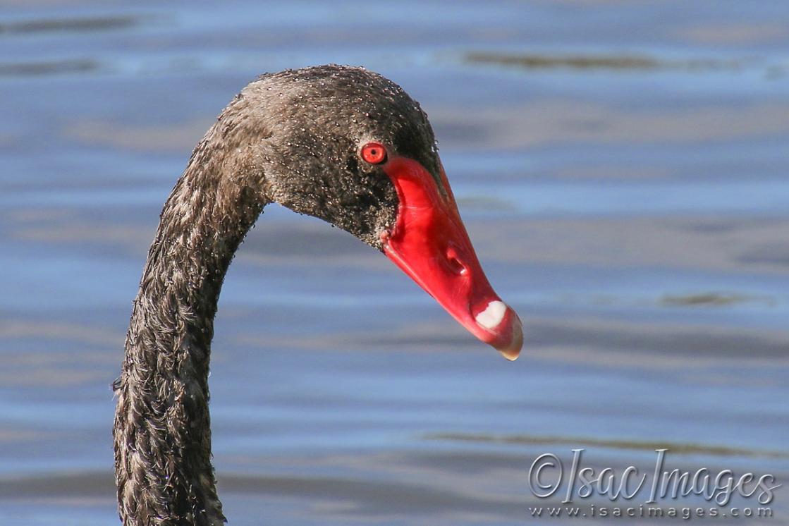 Click image for larger version

Name:	5160-Swan.jpg
Views:	45
Size:	80.4 KB
ID:	483283