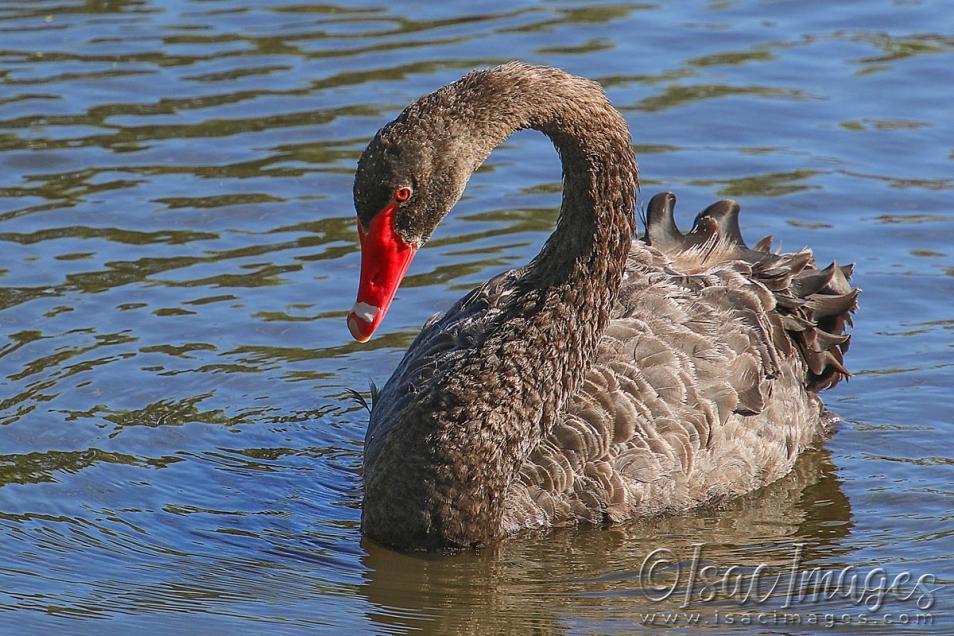 Click image for larger version

Name:	5161-Swan.jpg
Views:	45
Size:	129.7 KB
ID:	483284